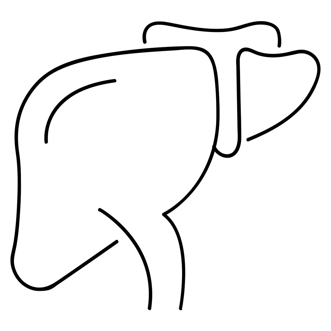 Fegato