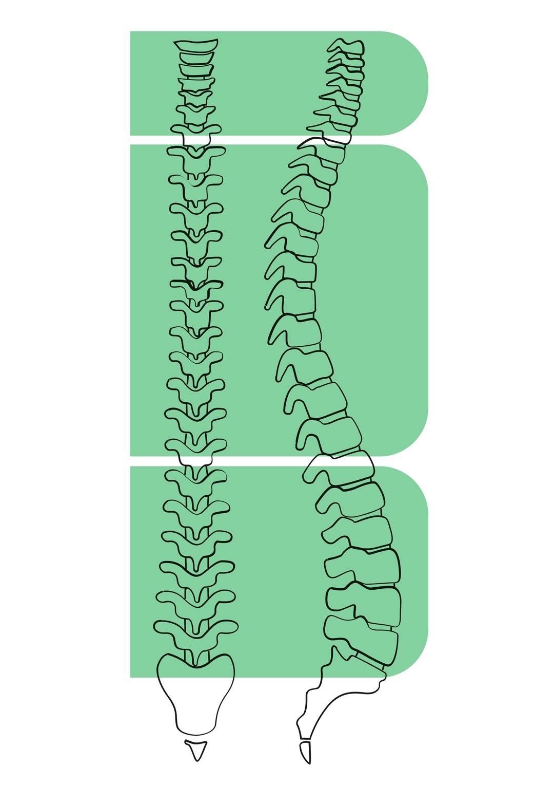 Spine - cervical thoracic lumbar