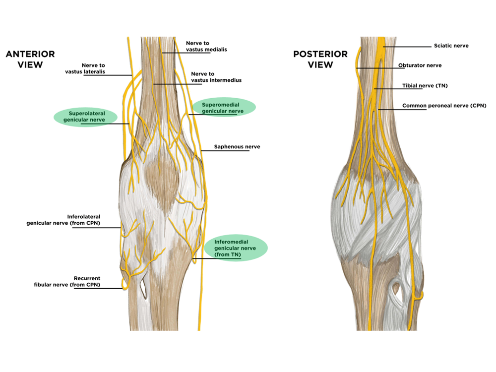 This anatomical illustration displays the anterior and posterior views of the nerves around the human knee.