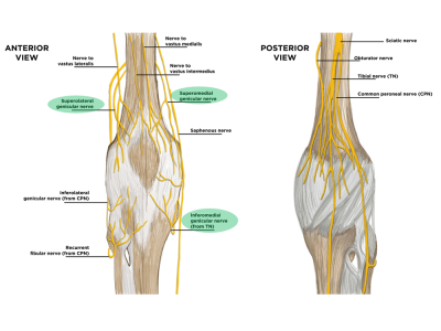 This anatomical illustration displays the anterior and posterior views of the nerves around the human knee.