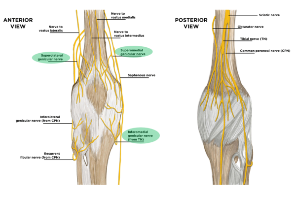 Knee-nerves This anatomical illustration displays the anterior and posterior views of the nerves around the human knee.