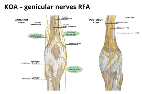 Verona pain academy: anatomical illustration of the anterior and posterior views of the nerves around the human knee.